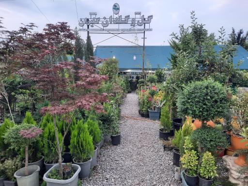 عکس گل گلدان گلیران