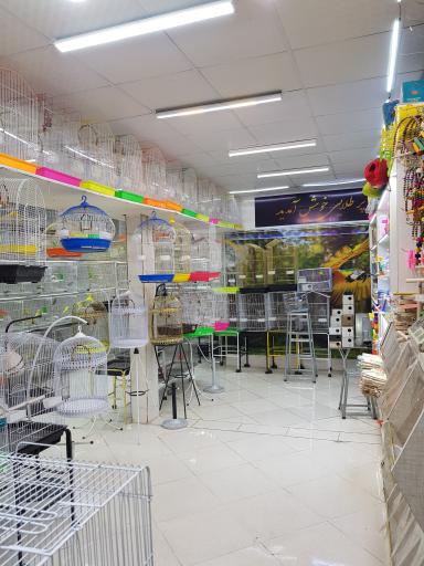 عکس پرنده سرای قصر پرطلایی