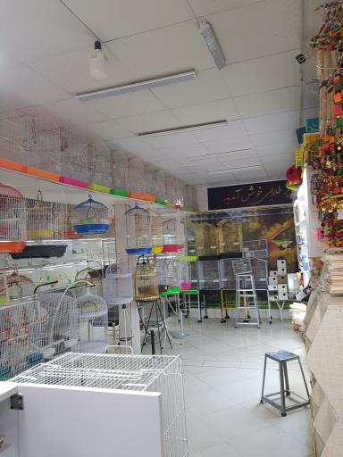 عکس پرنده سرای قصر پرطلایی