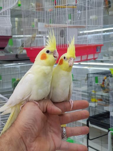 عکس پرنده سرای قصر پرطلایی