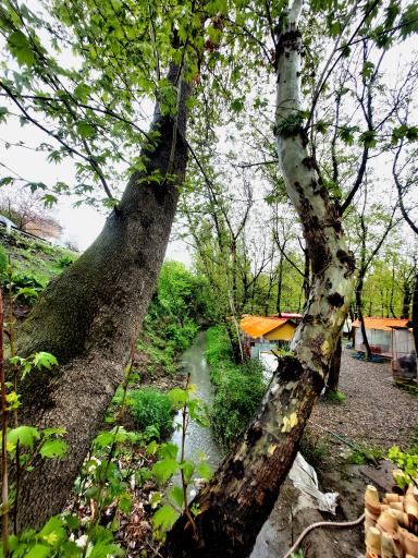 عکس چایخانه باغ گردو