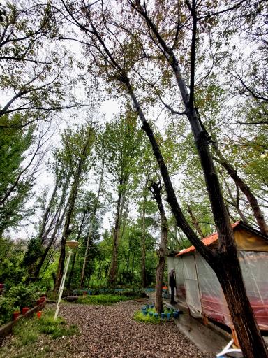 عکس چایخانه باغ گردو