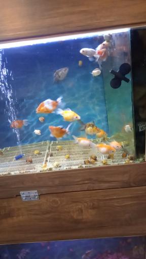 عکس آکواریوم گلد فیش