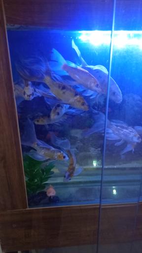 عکس آکواریوم گلد فیش
