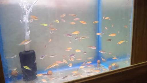 عکس آکواریوم گلد فیش