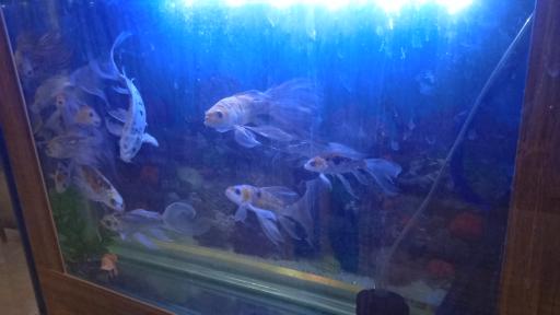 عکس آکواریوم گلد فیش