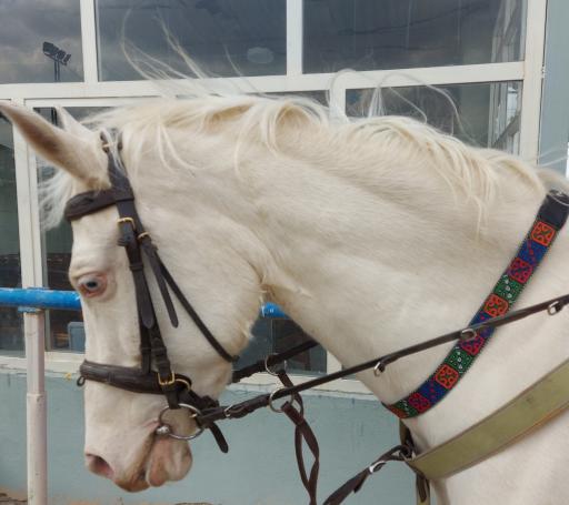 عکس باشگاه سوارکاری کمرد