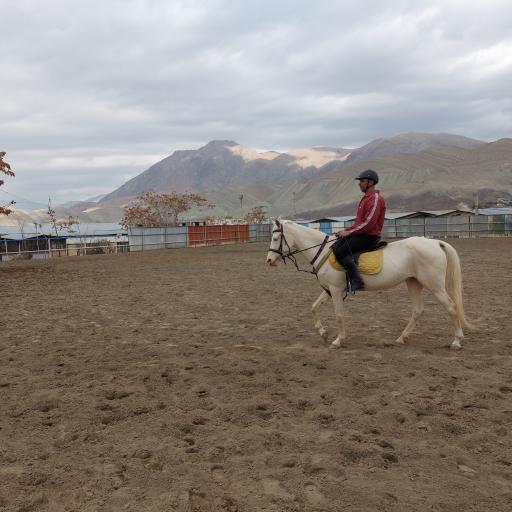 عکس باشگاه سوارکاری کمرد