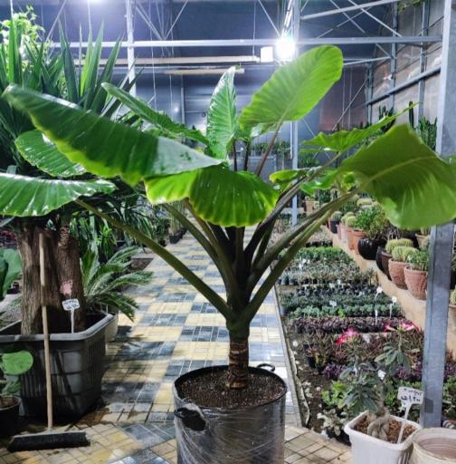 عکس گلخانه تفکر