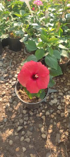 عکس گلخانه مرادی