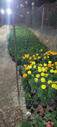 عکس گلخانه مرادی