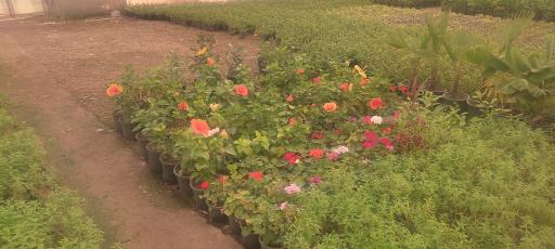 عکس گلخانه مرادی