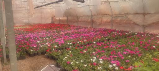 عکس گلخانه مرادی