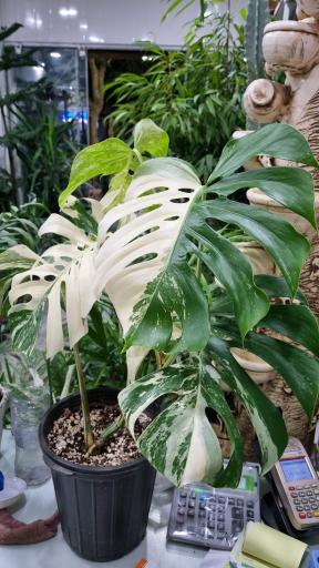 عکس گل فروشی خانه کاکتوس