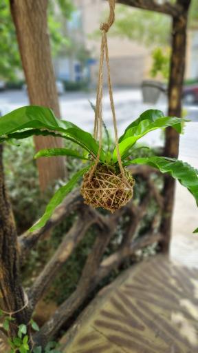 عکس گل فروشی خانه کاکتوس