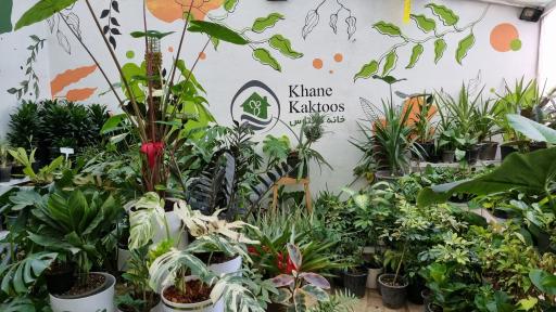 عکس گل فروشی خانه کاکتوس