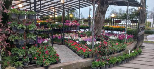 عکس مجتمع گل و گیاه دریا بیشه