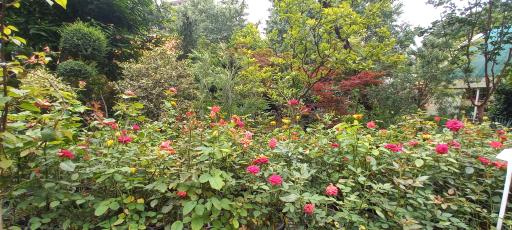 عکس مجتمع گل و گیاه دریا بیشه