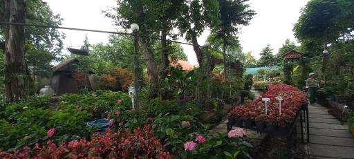 عکس مجتمع گل و گیاه دریا بیشه