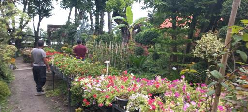 عکس مجتمع گل و گیاه دریا بیشه