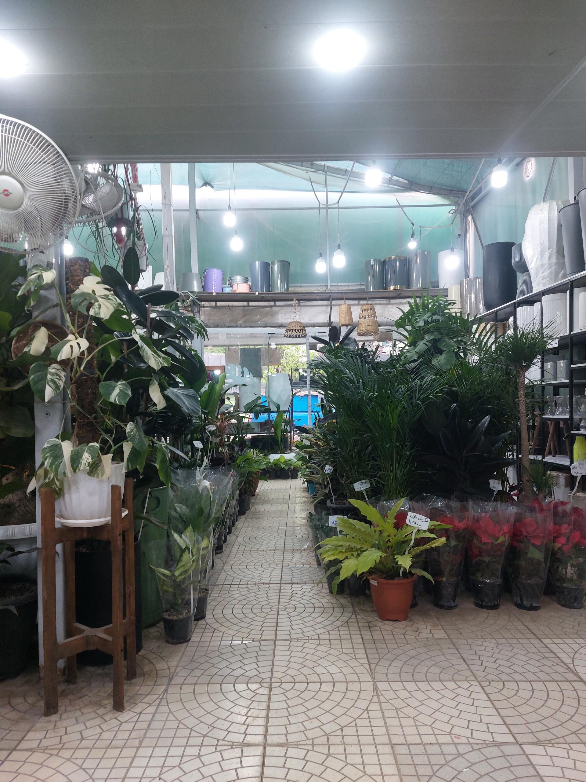 عکس گلکده و کاکتوسکده ژمینو