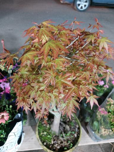 عکس گلکده و کاکتوسکده ژمینو