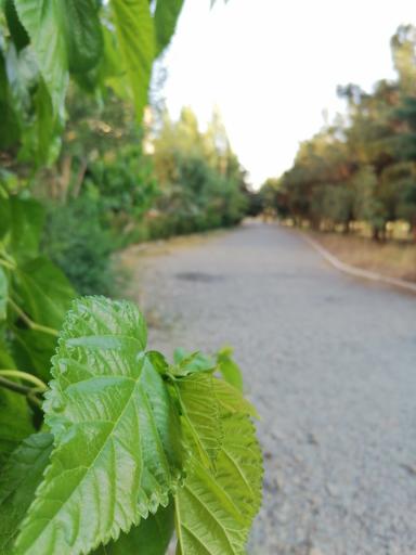 عکس مسیر پیاده روی سروآزاد 