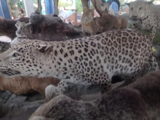 عکس موزه تاریخ طبیعی و تنوع زیستی گیلان