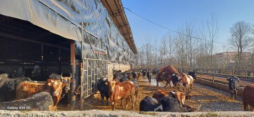 عکس دامداری کیهان نژاد