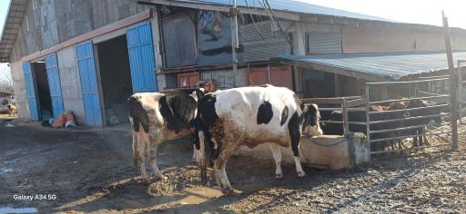 عکس دامداری کیهان نژاد