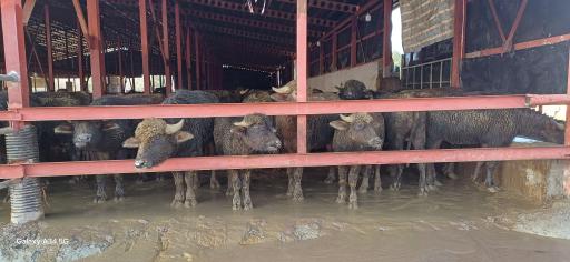 عکس دامداری کیهان نژاد