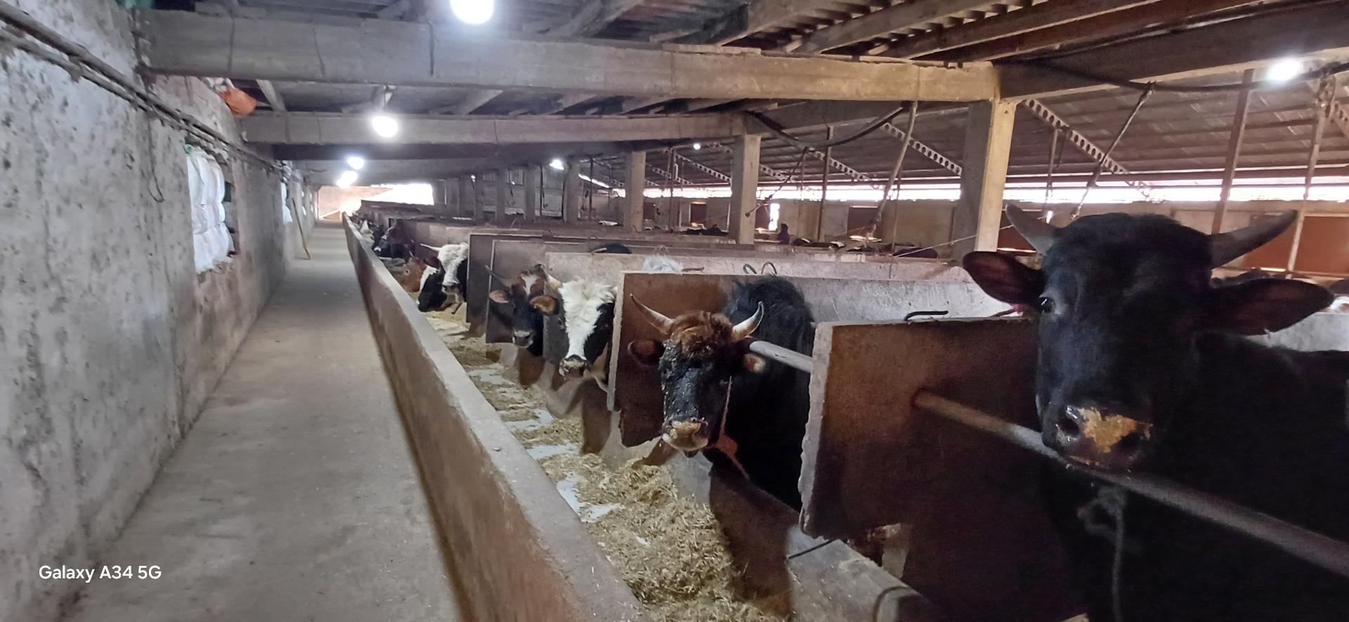 عکس دامداری کیهان نژاد