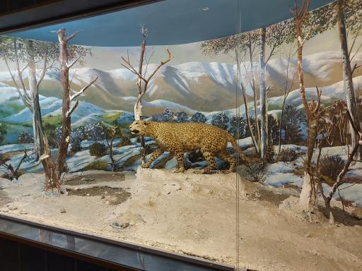 عکس موزه تاریخ طبیعی و تنوع زیستی گیلان