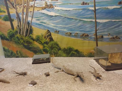 عکس موزه تاریخ طبیعی و تنوع زیستی گیلان