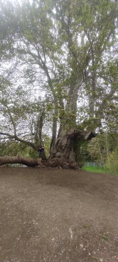 عکس پارک جنگلی طاق بستان (پارک غربی)