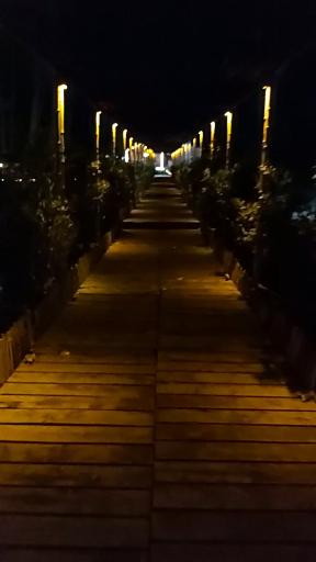 عکس نی باغ ساحلی لوئی