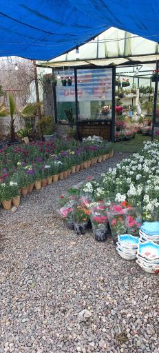 عکس مجموعه کافه گل پویان