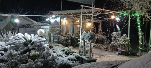 عکس مجموعه کافه گل پویان