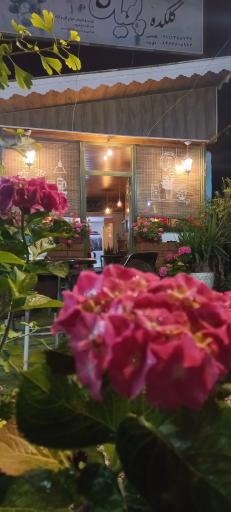 عکس مجموعه کافه گل پویان