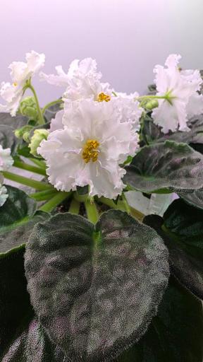 عکس سرای گل امید