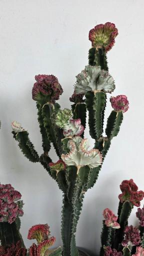 عکس سرای گل امید