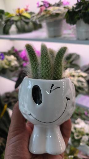 عکس سرای گل امید