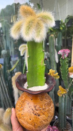 عکس سرای گل امید