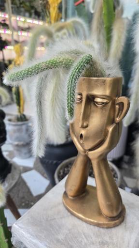 عکس سرای گل امید