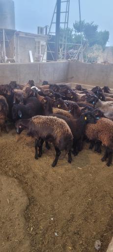 عکس دامداری بره پروران