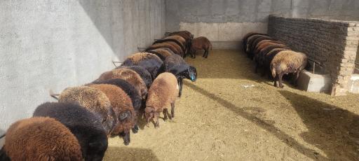 عکس دامداری بره پروران