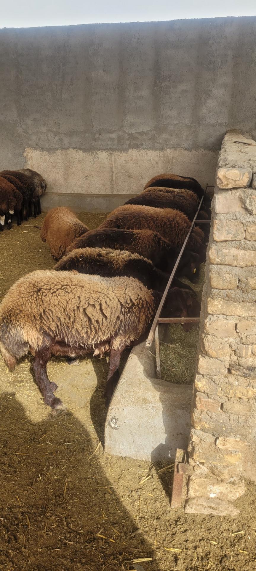 عکس دامداری بره پروران