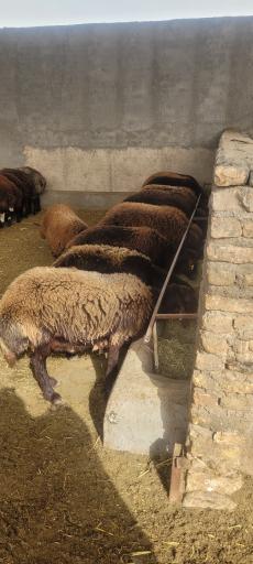 عکس دامداری بره پروران
