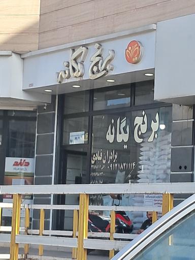 عکس برنج یگانه