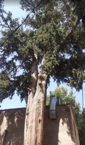 عکس سرو سید شمس الدین